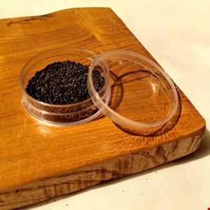 گرد پودری